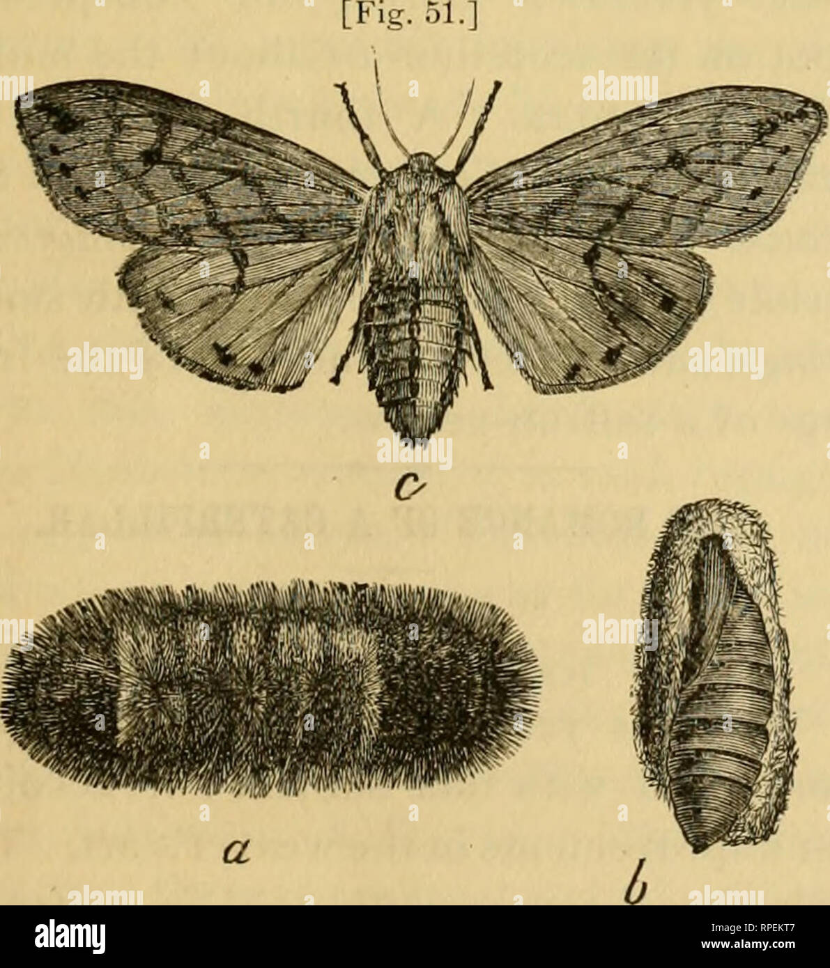 . The American entomologist. Entomology. Vol. Ill-se'^i^s, Vol.1 NEW YORK, JUNE, 1880, No. 6, PUBLISHED MONTHLY BY THE HUB PUBLISHING CO. of n. y. 323 Pearl St., New Vork. TERMS Two dollars per annum, in advance. EDITORS : RILEY, Editor Washington, D. C. .... Ridgewood, N. J. CHAS A. S. FULLER, Assistant Ed NOTES ON OUR COMMONER INSECTS. THE EDITOR. The Isabella Tiger-moth (Arctia Pyrrharctia isabella,'S&gt;m.). Every one who reads this has doubtless seen the black-and-tan caterpillar which we herewith illustrate (Fig. 51,^?), but not [Fig.. Hedgehog C.-^teri'ILlak :—a, larva ; 3, cocoon Stock Photo