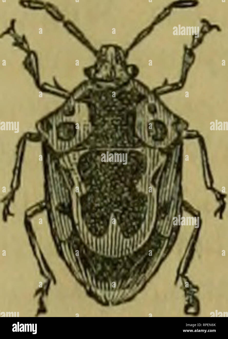 . The American entomologist. Entomology. THE AMERICAN ENTOMOLOGIST. 47 ...