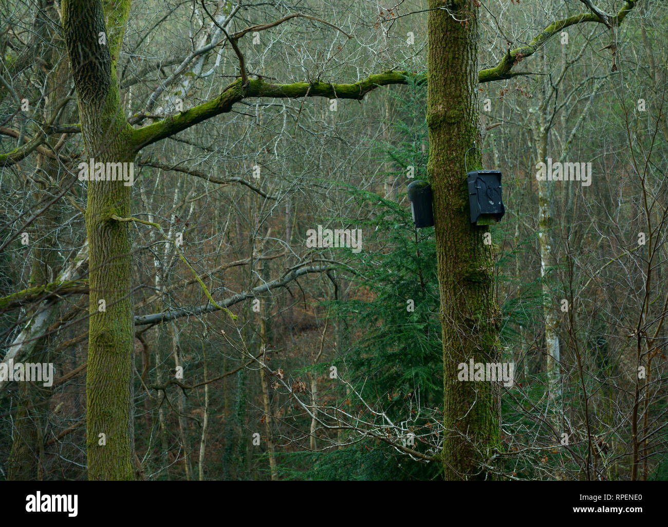 Bat boxes in an Oak tree Stock Photo Alamy