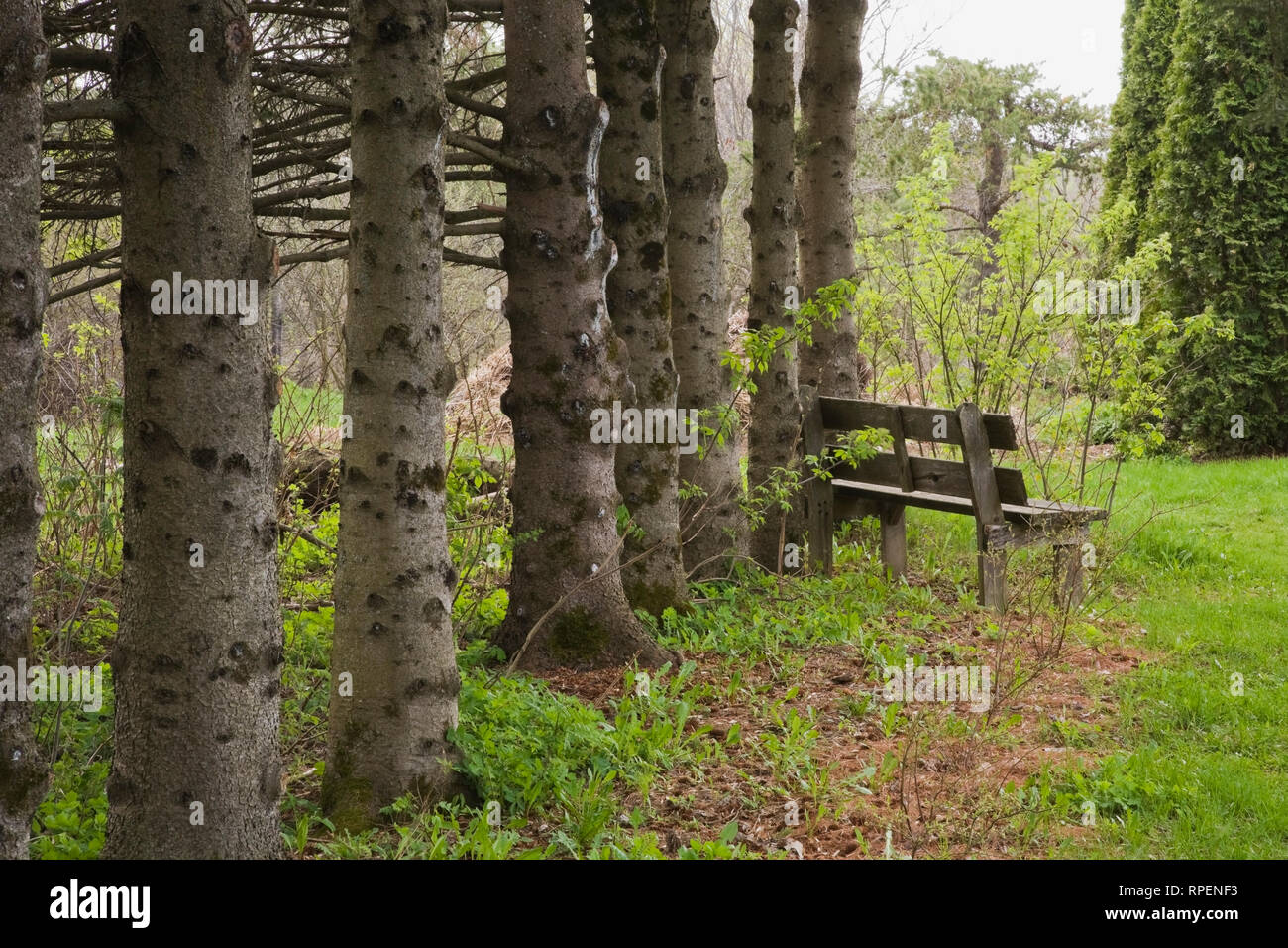 Grand banc bois | Acacia Forest
