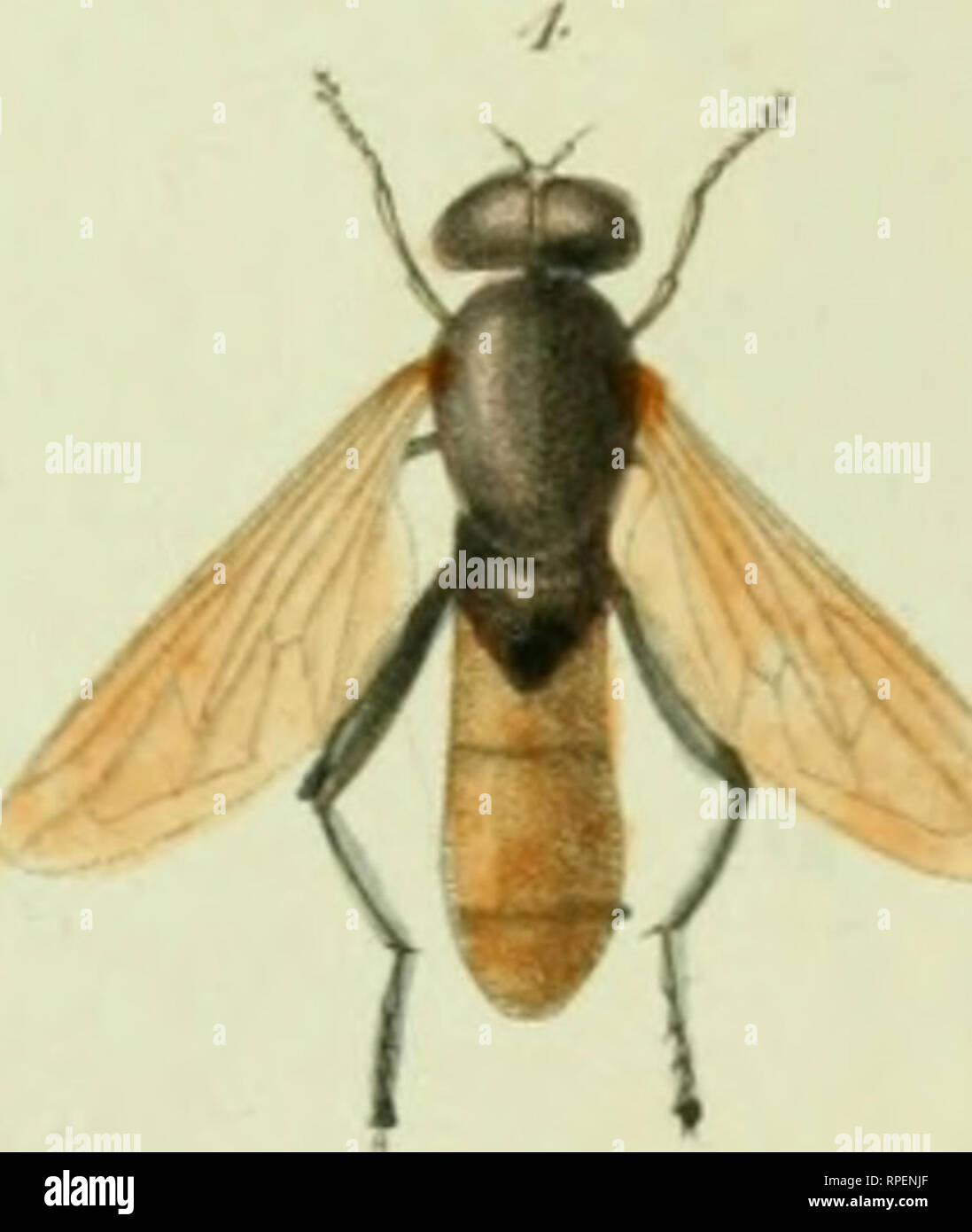 . American entomology : a description of the insects of North American ...