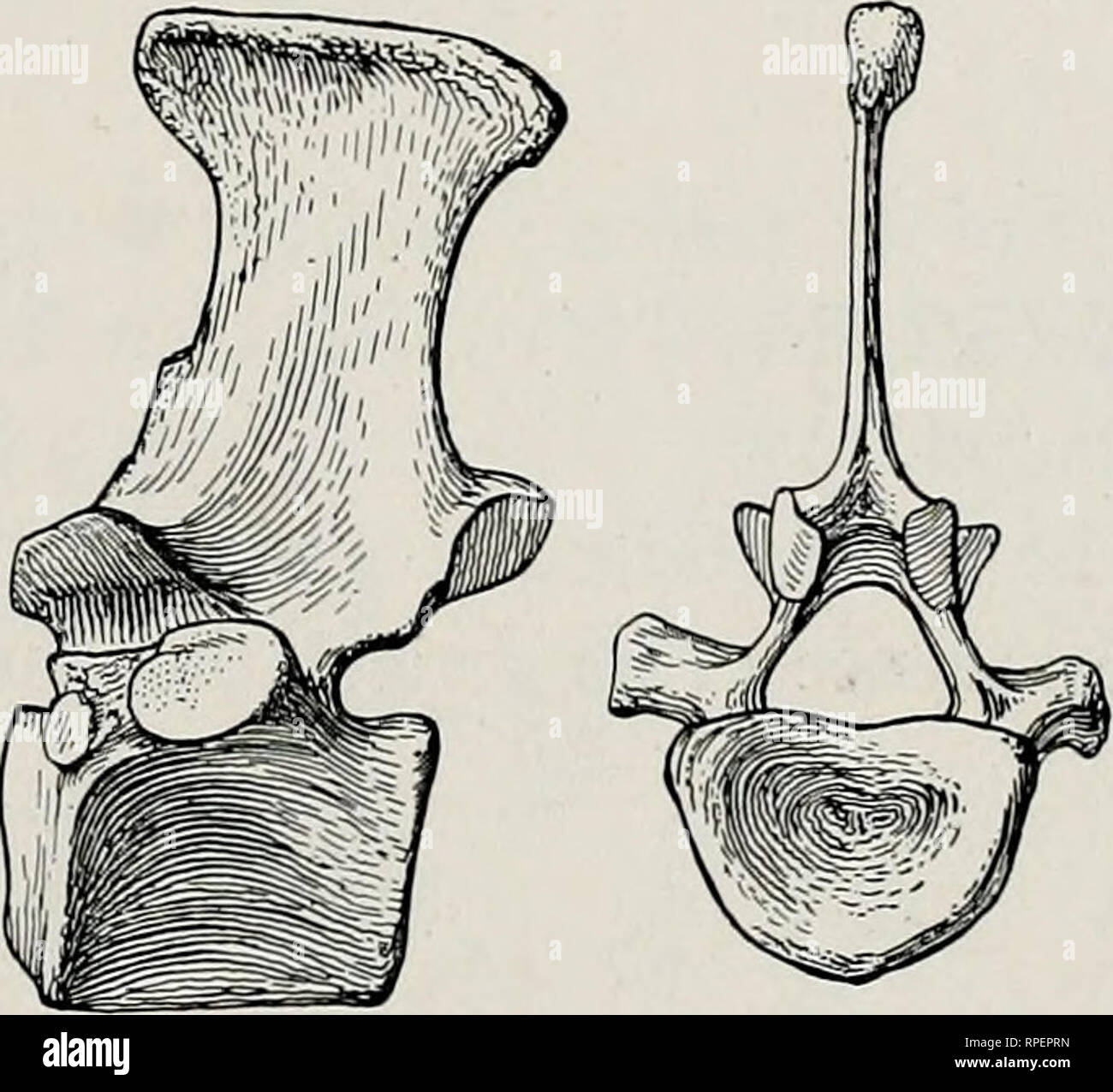 . The American diceratheres. Rhinoceroses, Fossil; Paleontology. Fig. 23. Fie, 24. Fig. 23. Diceratherium cooki Peterson. No. 2499, Coll. Carnegie Museum. Lateral and posterior views of tenth dorsal. X j. Fig. 24. Diceratherium cooki Peterson. No. 2470a, Coll. Carnegie Museum. Lateral and posterior views of eighteenth dorsal. X h In the neighborhood of the eighth, ninth, and tenth dorsals there is usually a fora- men formed at this notch, which is characteristic of all posterior dorsals except the last. (See Figs. 23-24.) The fourteenth and fifteenth dorsals have the neural spines broader and  Stock Photo