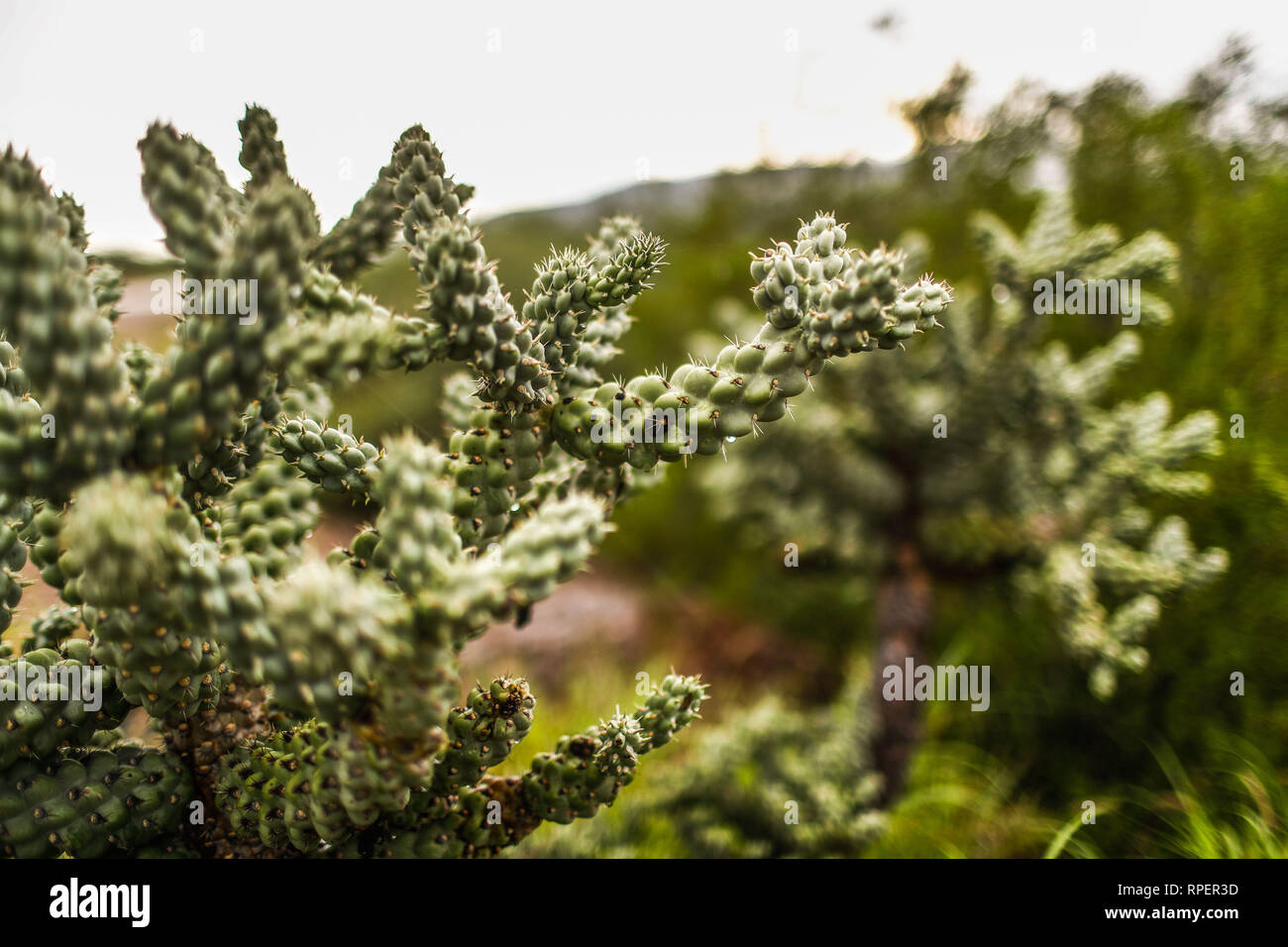 Choya. Cactus. Plantas y arbustos del desierto de Sonora, Mexico.(Photo Luis Gutierrez