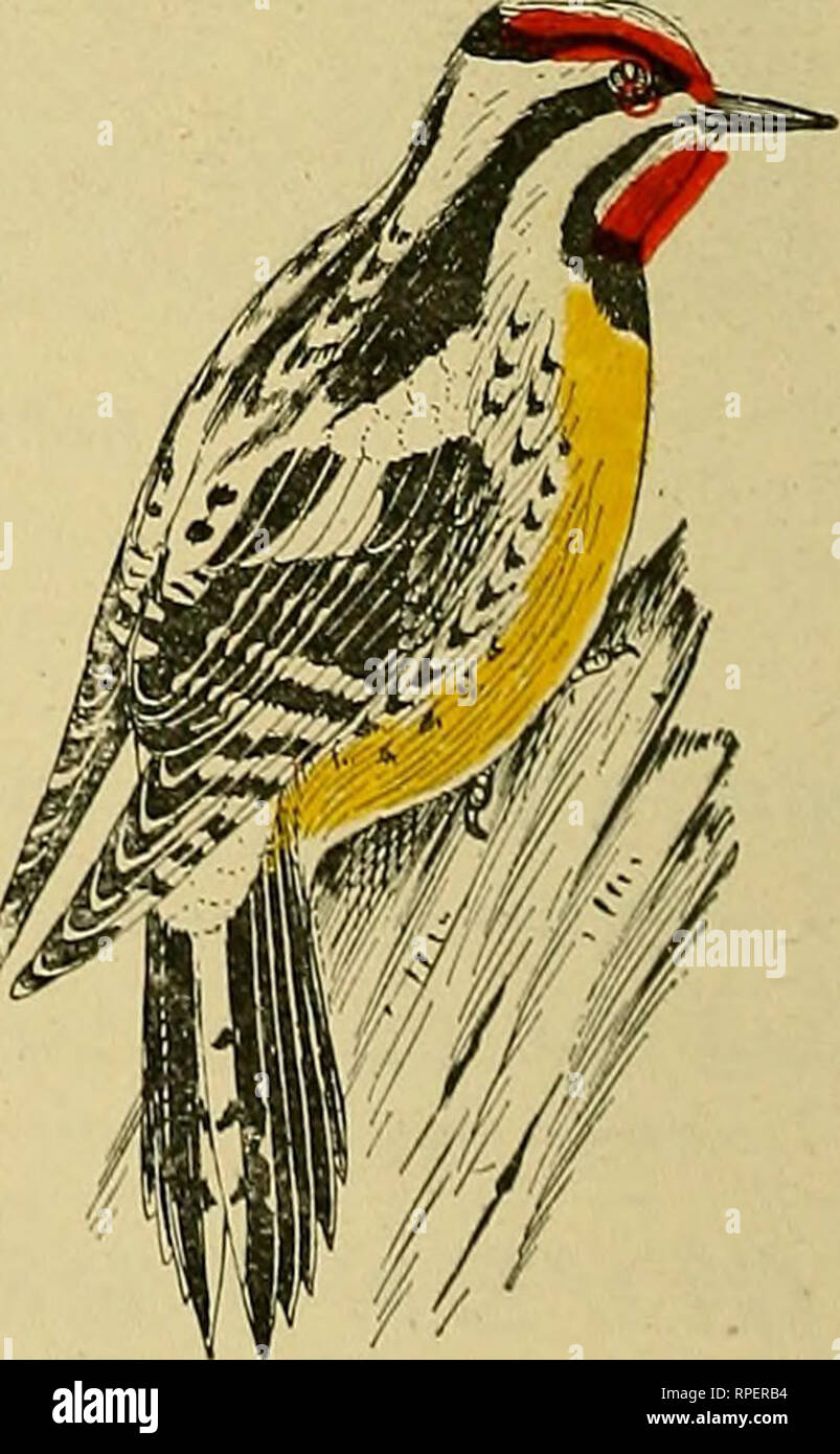 American Bird Magazine Ornithology Birds Color Key To Nor Th American Birds Quot By Franh M Chapman Associate Curator Of Ornithology And Mammalogy In The American Museum Of Natural History Author Of Quot Handbook Of What colors can birds be? https www alamy com american bird magazine ornithology birds color key to north american birds quotby franhm chapman associate curator of ornithology and mammalogy in the american museum of natural history author of quothandbook of birds of eastern north americaquot quotbird lifequot etc with upward of 800 dralwings by chester a reed b s illustrating in colors nearly every species of north american birds this is a book for that great and rapidly growing class of nature lovers who would name the birds without a gun in no other text book has the problem of identifi cation been so image237582888 html
