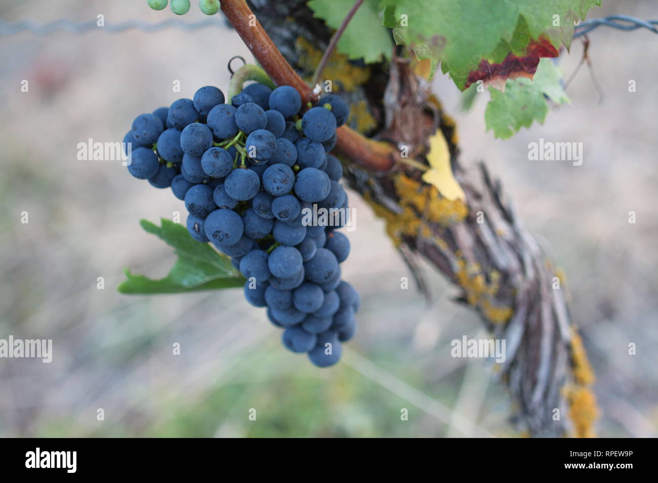 Grape poisoning hires stock photography and images Alamy