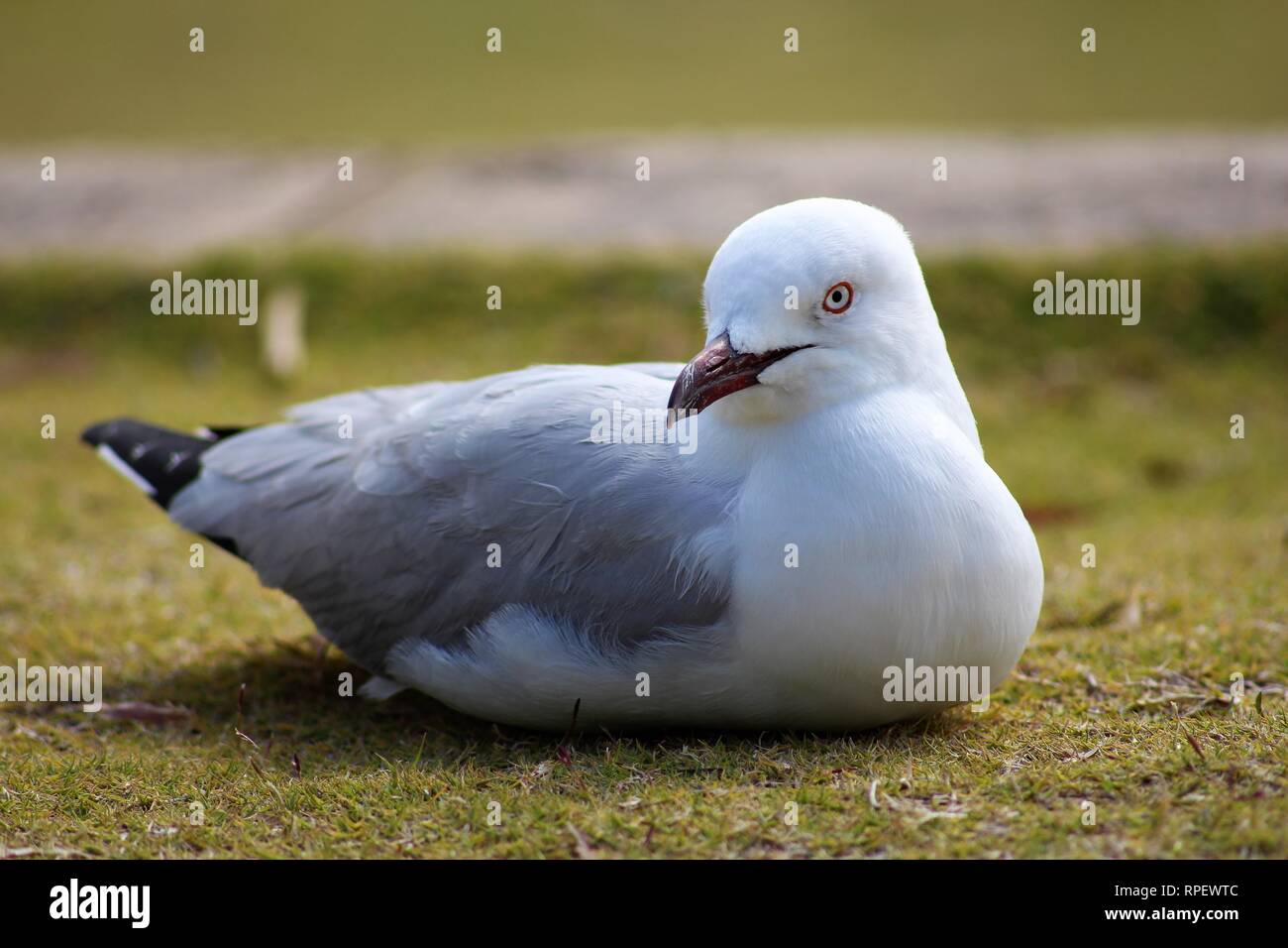A seagull sitting on a green grass patch in a park by the coast Stock Photo