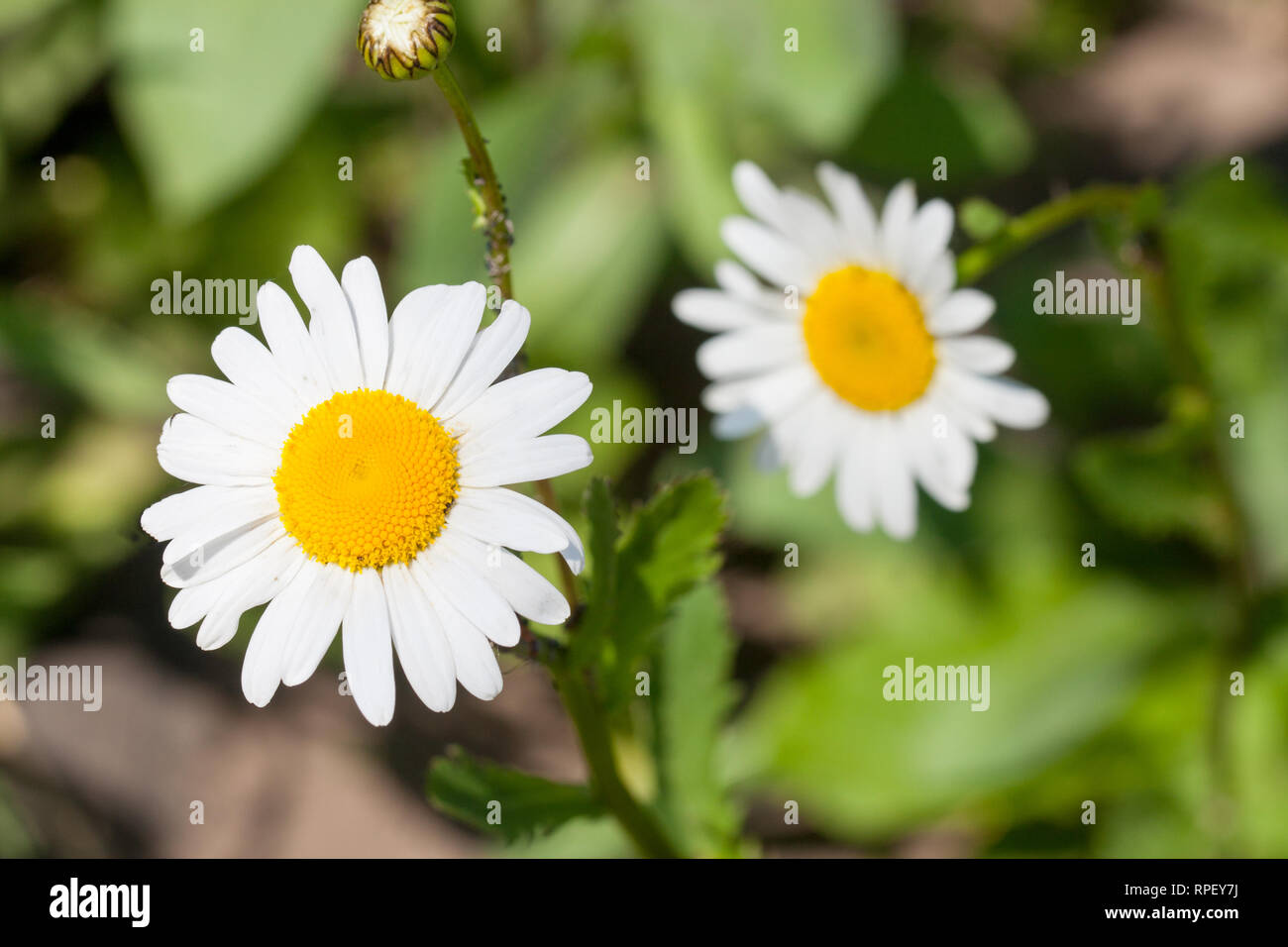Chamomile in the field hi-res stock photography and images - Alamy
