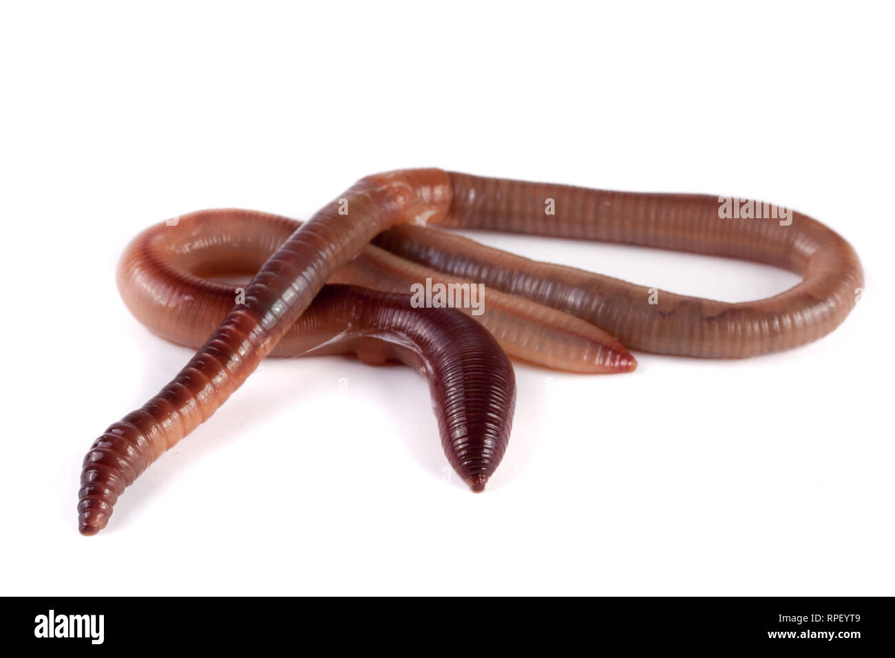 Two earthworms isolated on white background Stock Photo