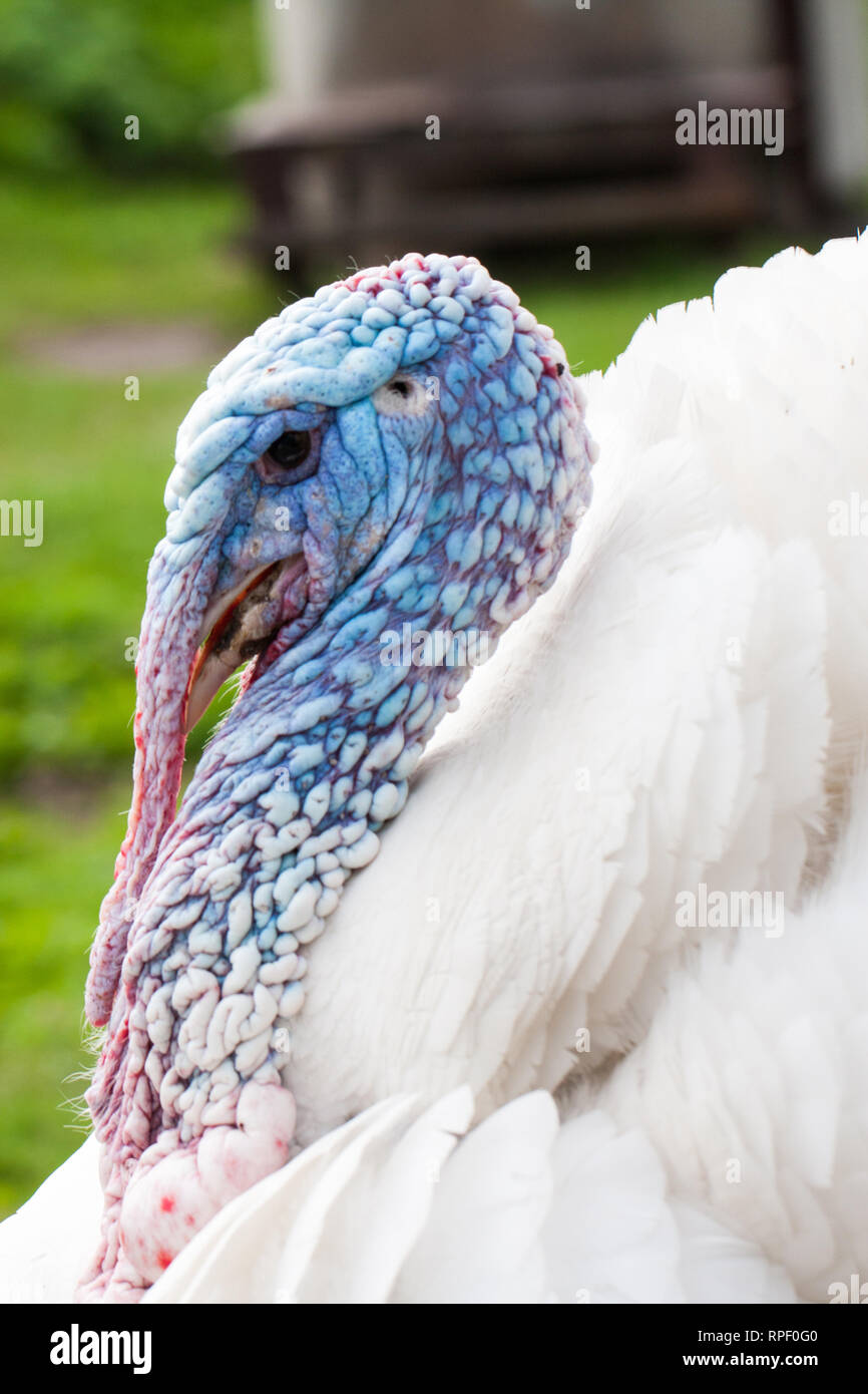 Portrait of a turkey male or gobbler closeup on a green background Stock Photo
