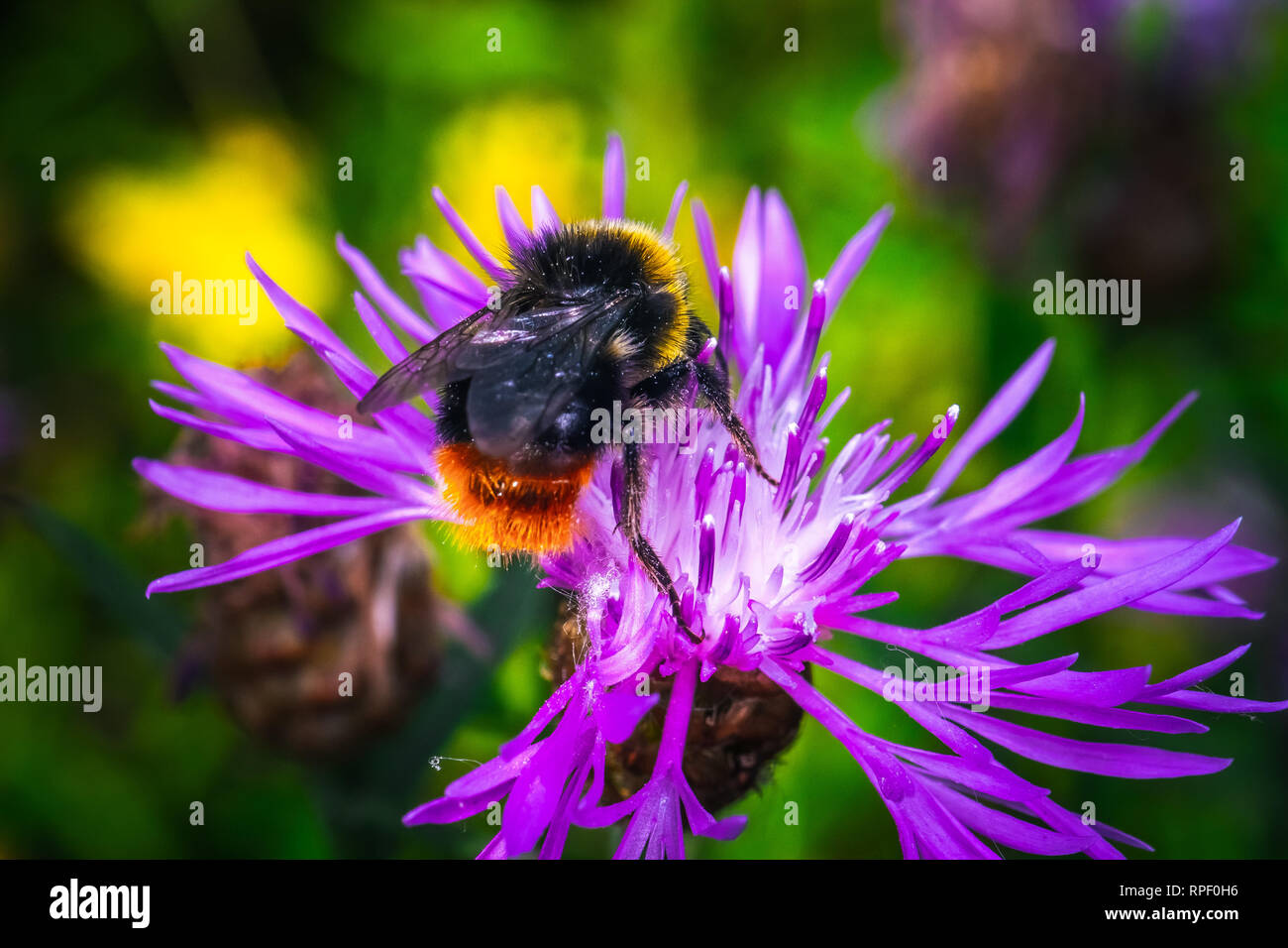 Close up honey Bee Insect Pollinating Clover Flower Stock Photo