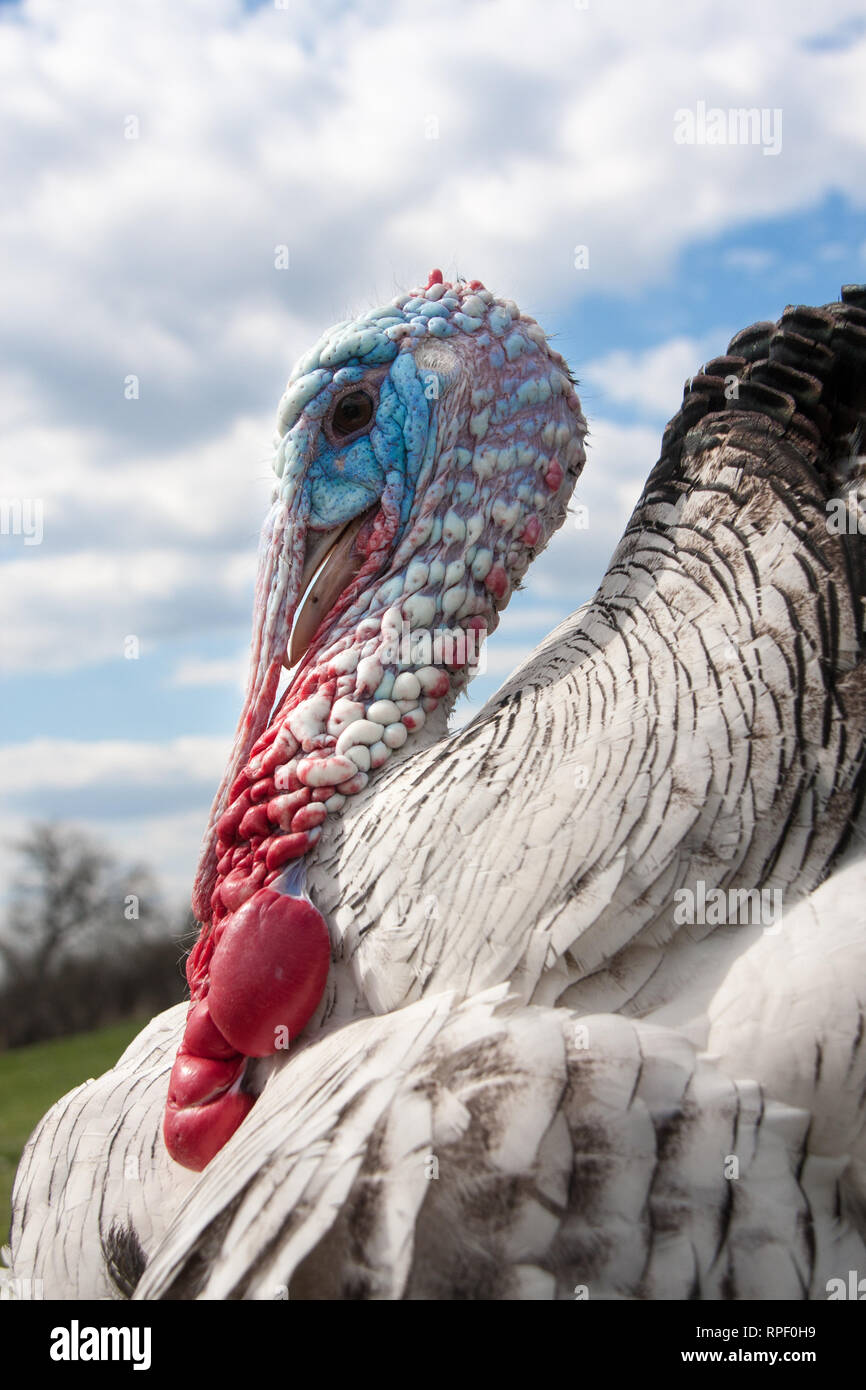 turkey male or gobbler closeup on the cloudy sky background Stock Photo