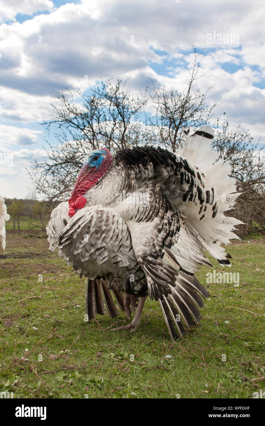 turkey male or gobbler closeup on the blue sky background Stock Photo