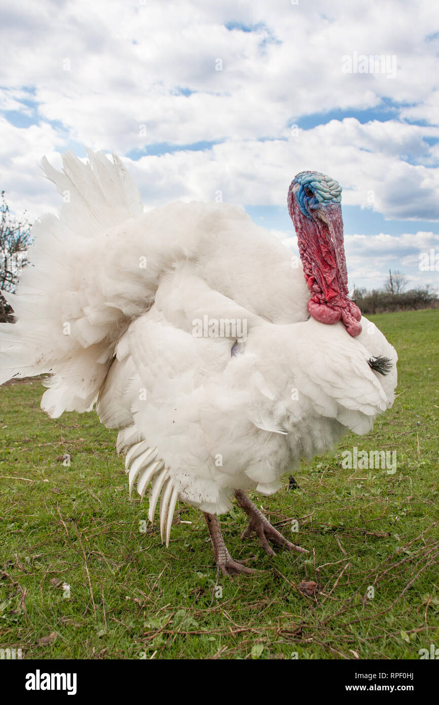 white turkey male or gobbler closeup on the blue sky background Stock Photo