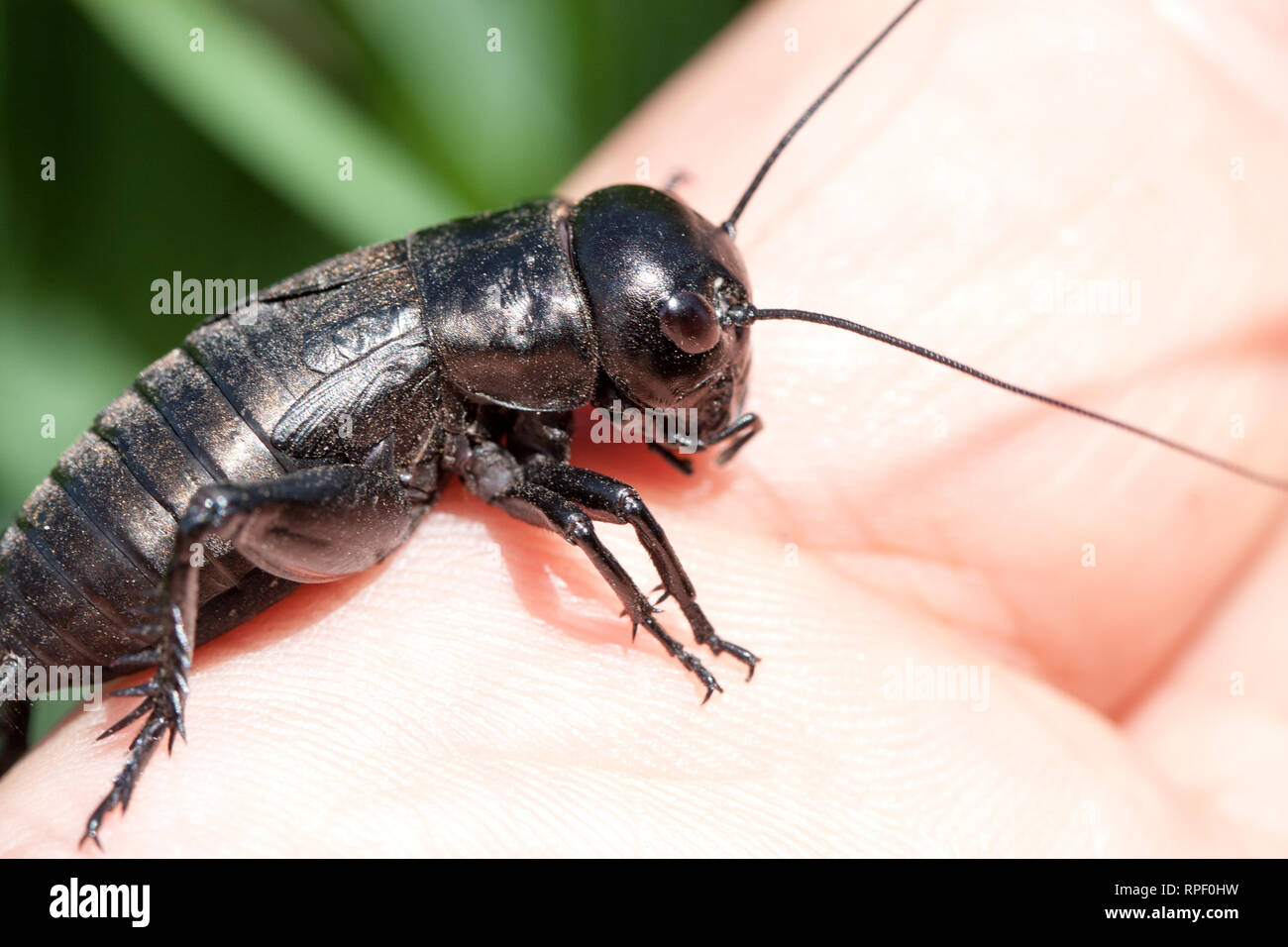 hand holding field cricket outdoors. Gryllus campestris Stock Photo