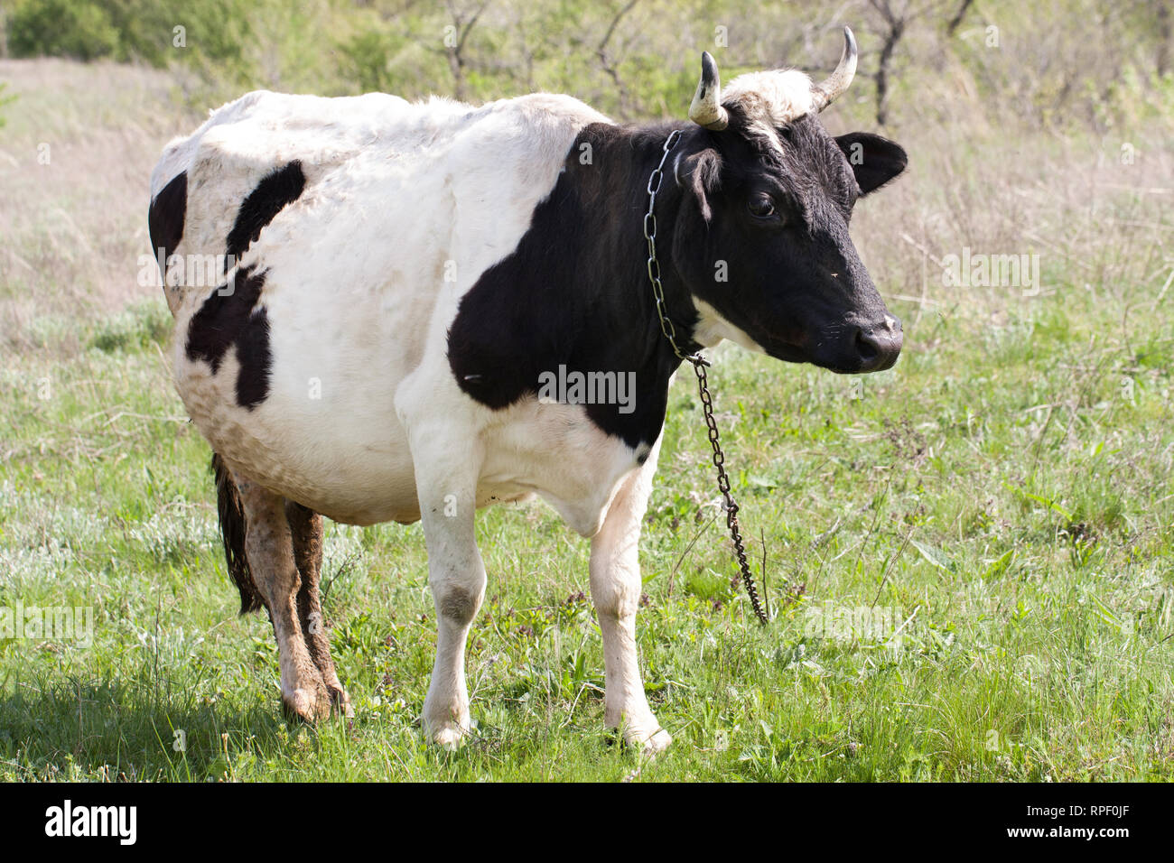 Black and white cow grazes on a meadow in the village Stock Photo - Alamy