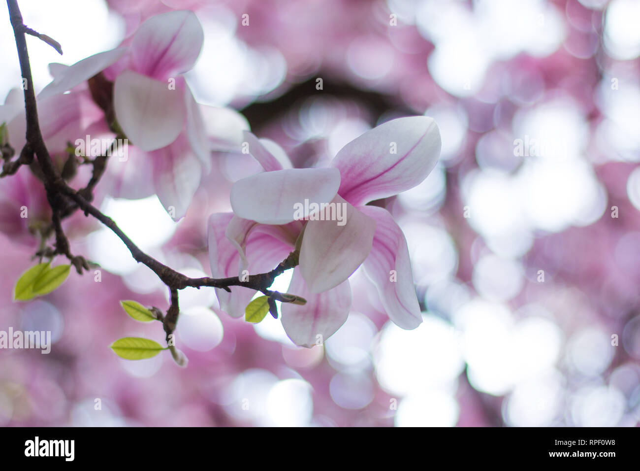 Beautiful magnolia blossom in a park, spring Stock Photo - Alamy