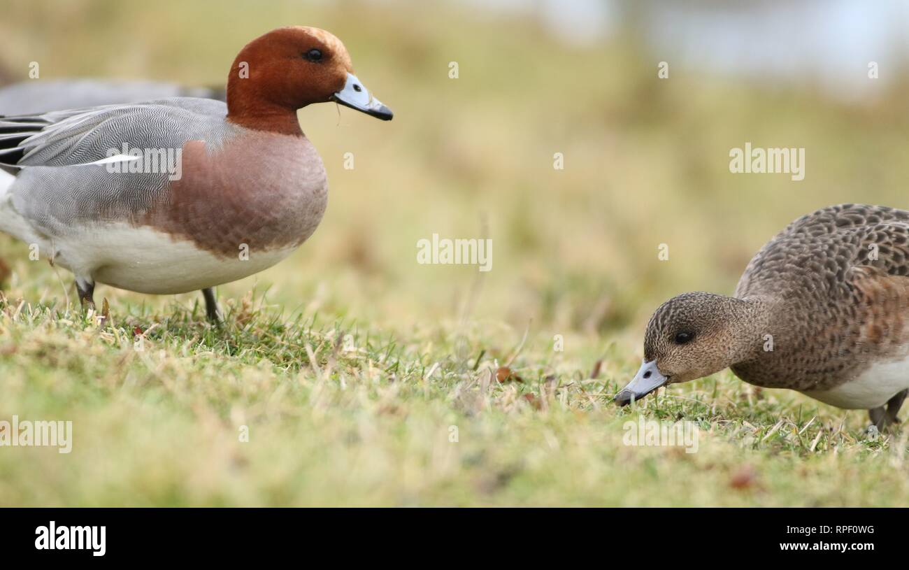 Wigeon (Anas penelope) flock grazing in a field. February 2019, Gloucestershire, UK Stock Photo
