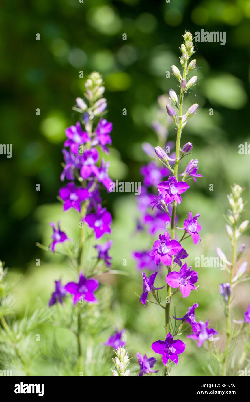 Larkspur leaf hi-res stock photography and images - Alamy