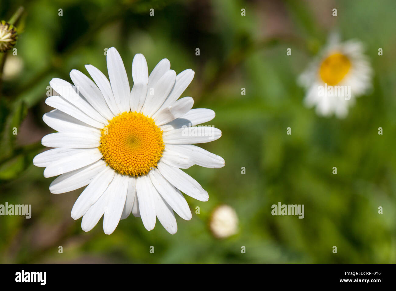 Chamomile in the field hi-res stock photography and images - Alamy