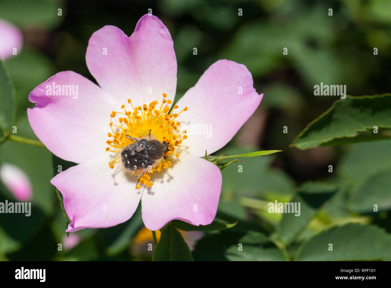 Vibrant pink tea rose hi-res stock photography and images - Alamy