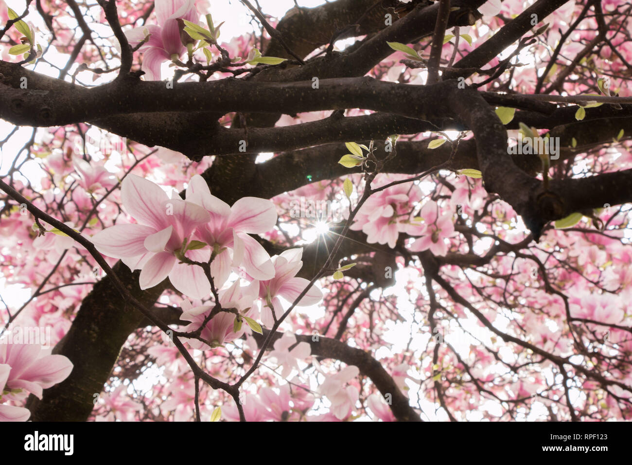 Beautiful magnolia blossom in a park, spring Stock Photo - Alamy