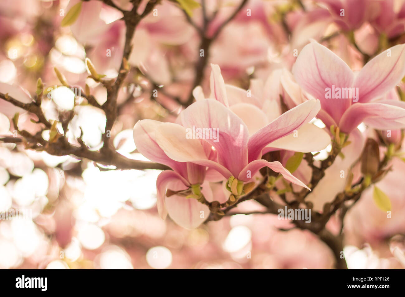 Beautiful magnolia blossom in a park, spring Stock Photo - Alamy
