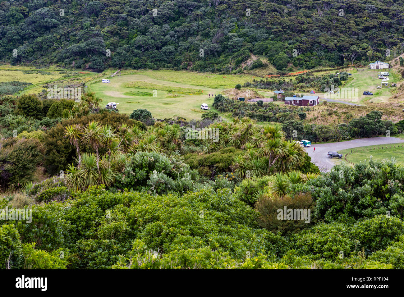 Grove of endemic New Zealand rainforest fern trees in lush green wilderness Stock Photo