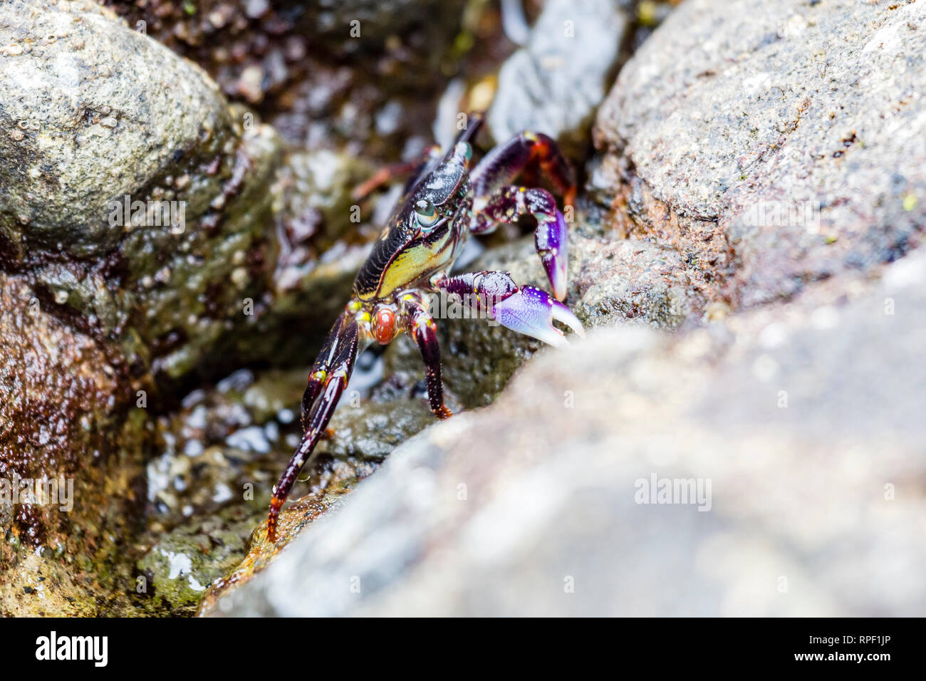 Alert ghost crab (Ocypode ryderi) on the beach, South Africa Stock Photo