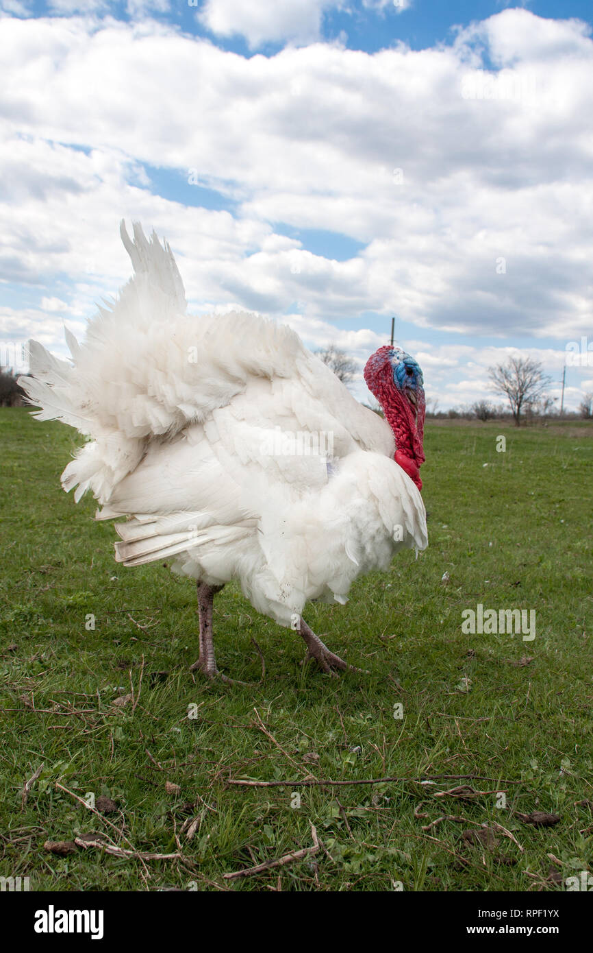 white turkey male or gobbler closeup on green grass with blue sky Stock Photo