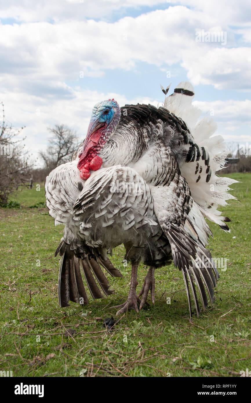 turkey male or gobbler closeup on green grass with blue sky Stock Photo