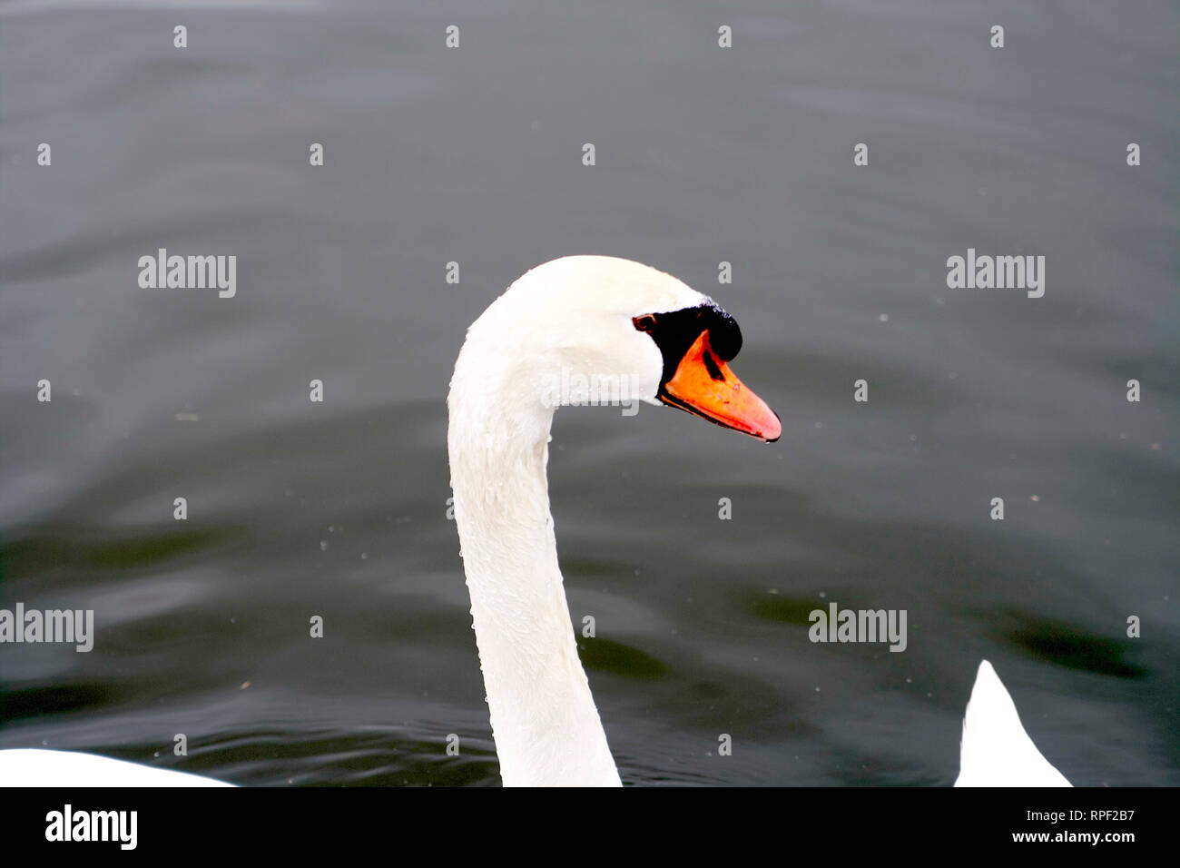 Mito-Senba lake White swan on focus 6 Stock Photo