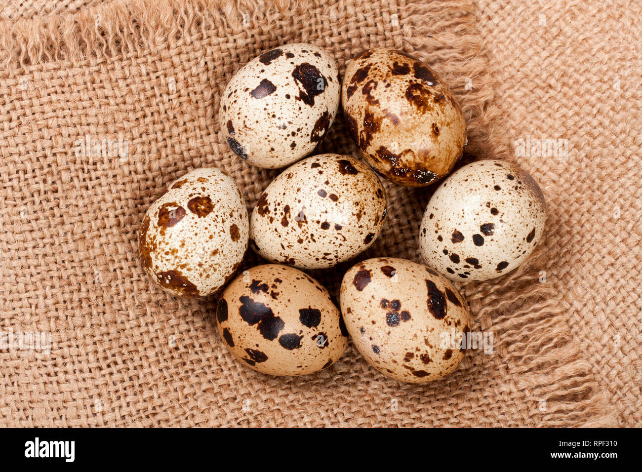 Several quail eggs on burlap. Close-up. Top view Stock Photo