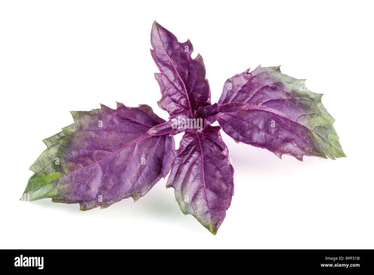 Fresh purple basil twig isolated on white background Stock Photo - Alamy