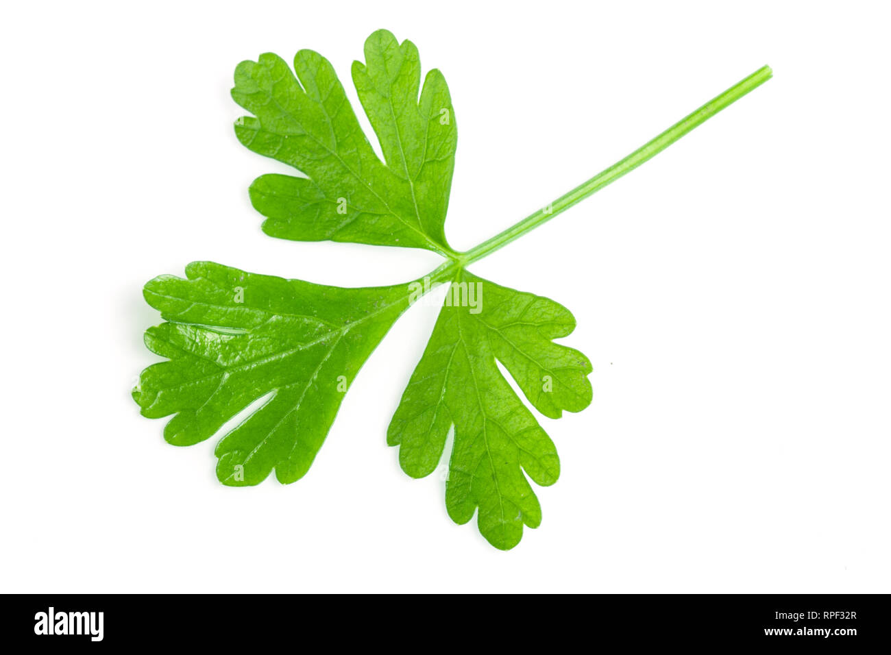green parsley leaf isolated on white background. Top view Stock Photo ...