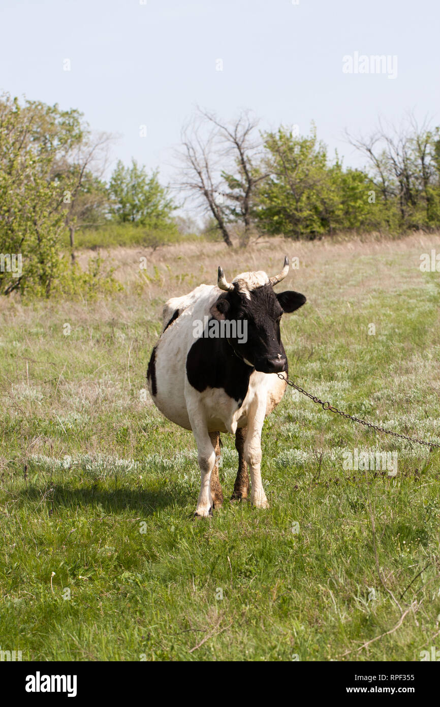 Black and white cow grazes on a meadow in the village Stock Photo - Alamy