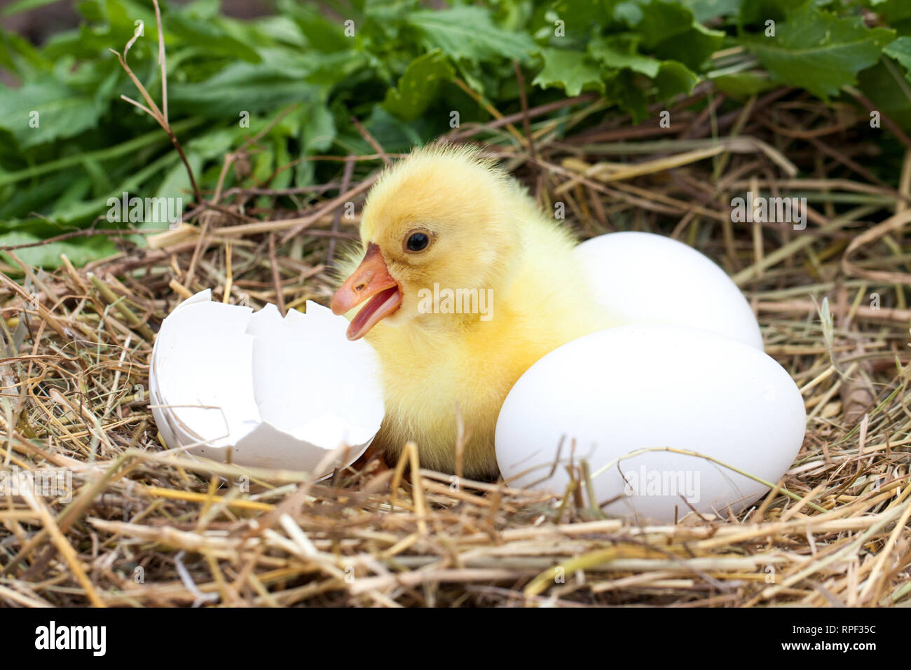 Duck Incubator Her Eggs On The Straw Nest Stock Photo - Download Image Now  - Animal Egg, Animal Nest, Duck - Bird - iStock