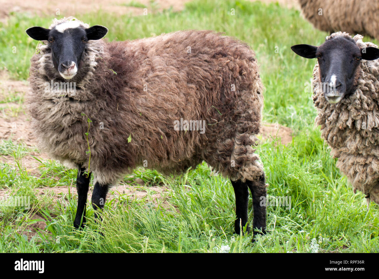 Two sheep graze on the green grass. Close-up Stock Photo - Alamy