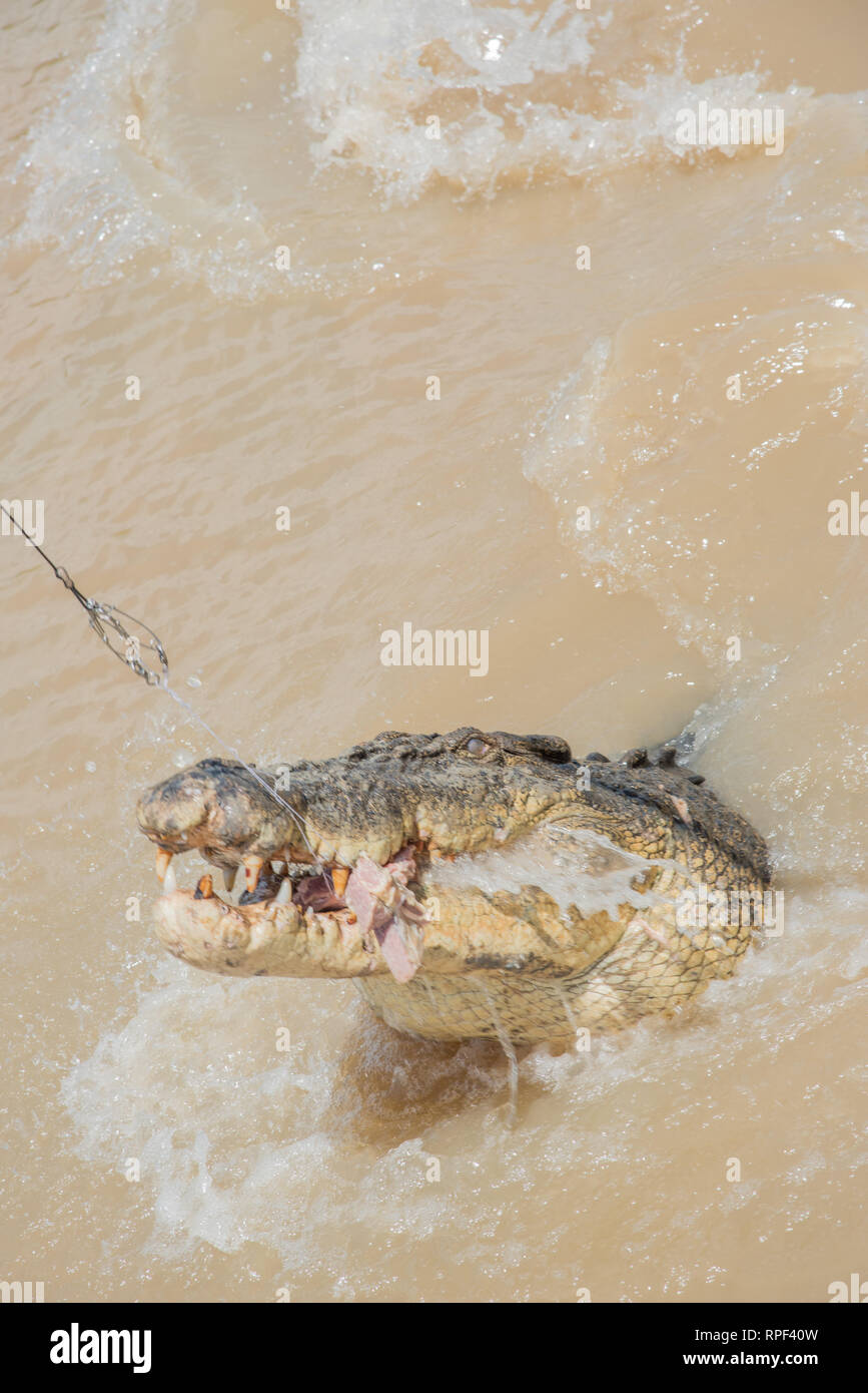 Saltwater crocodile during feeding in the Adelaide River on a sunny day ... Biology Diagrams