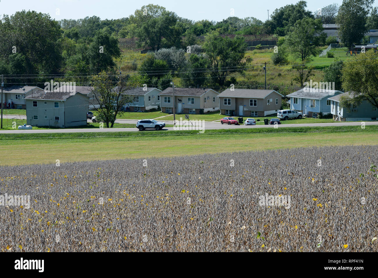 USA, Nebraska, Omaha Reservation, town Macy, soybean field Stock Photo