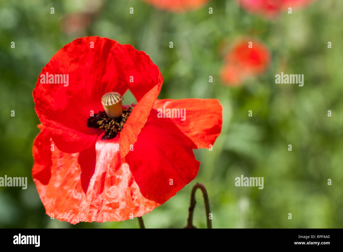 Poppy flower farm with nature hi-res stock photography and images - Alamy