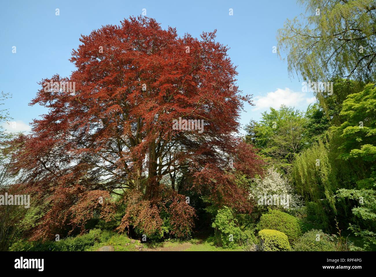 Copper beech (Fagus sylvatica purpurea) with newly opened leaves in a garden, Wiltshire, UK, May. Stock Photo