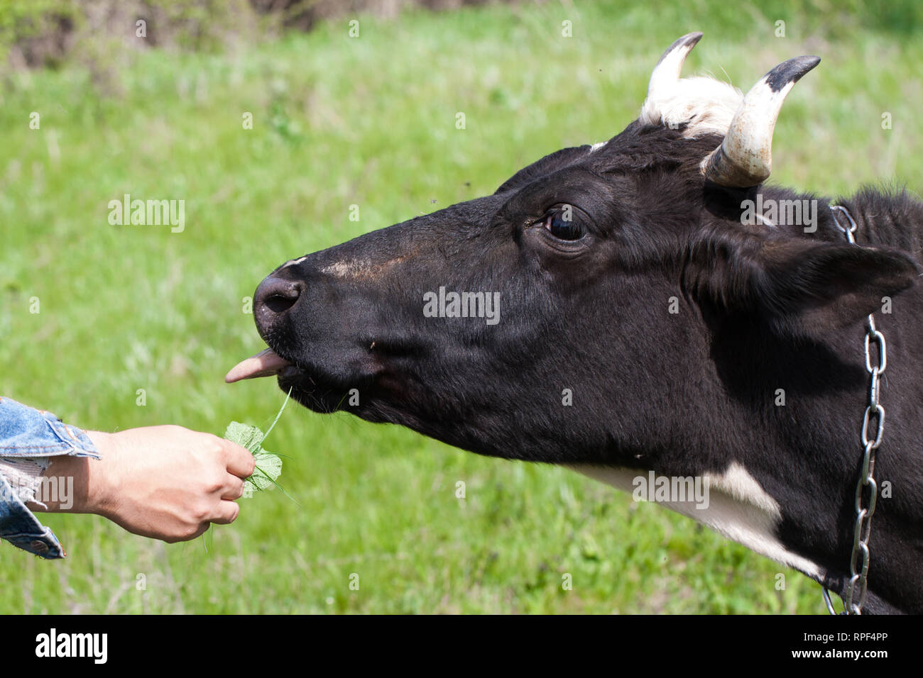 Black and white cow grazes on a meadow in the village Stock Photo - Alamy