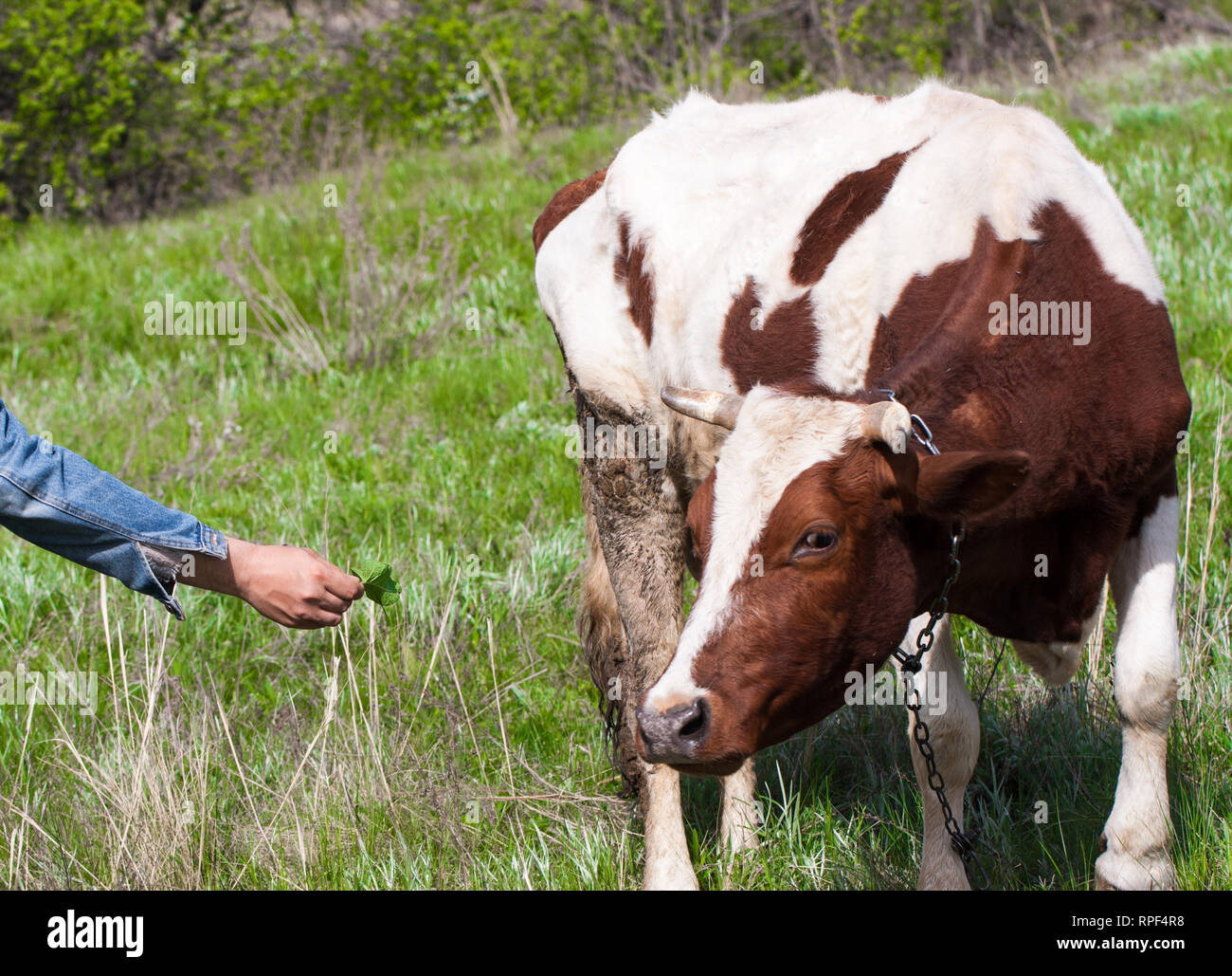 brown and white cow grazes on a meadow in the village Stock Photo - Alamy