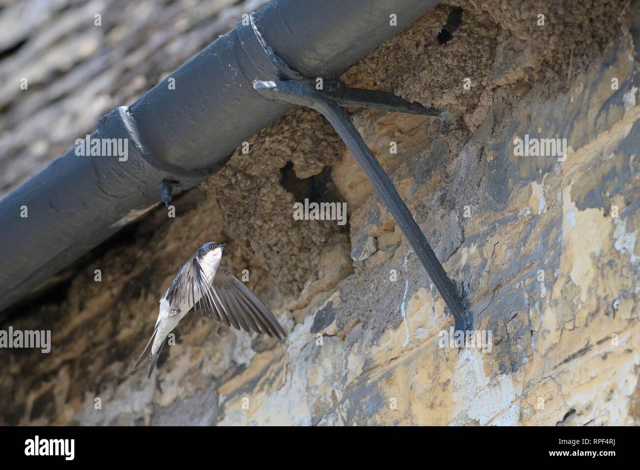 House martin (Delichon urbicum) flying to its mud nest under the eaves of a cottage, Lacock, Wiltshire, UK, May. Stock Photo