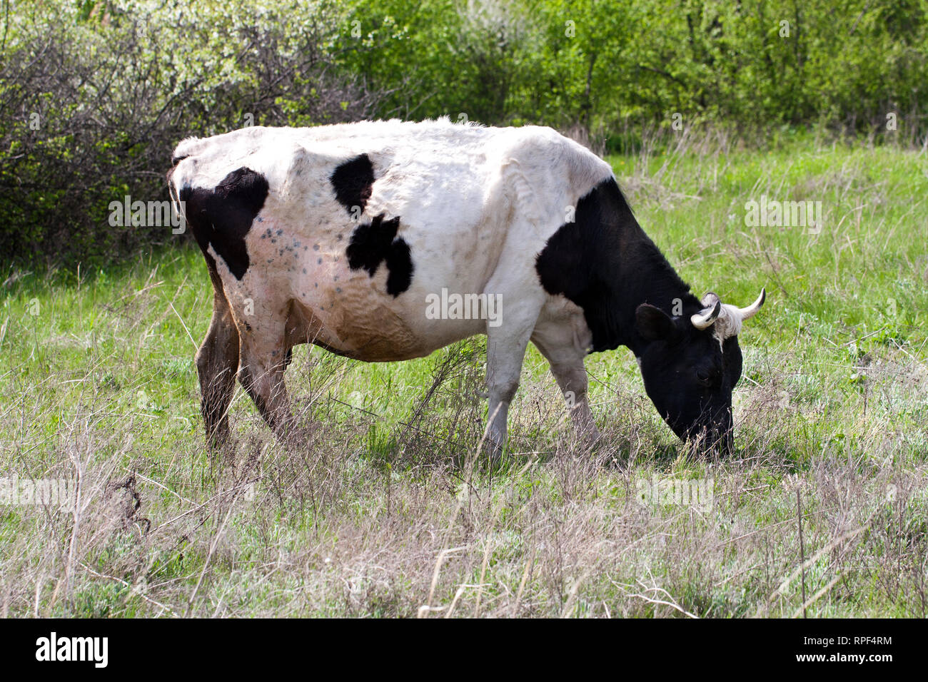 Black and white cow grazes on a meadow in the village Stock Photo - Alamy
