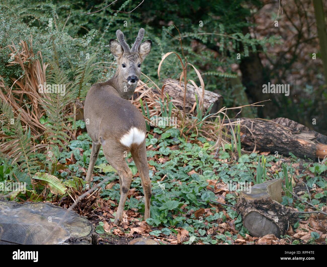 Alert Roe deer (Capreolus capreolus) buck with antlers in velvet visiting a garden to graze vegetation near a hedge and a wood pile, Wiltshire, UK, Ma Stock Photo