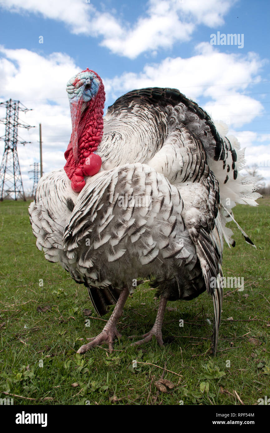 turkey male or gobbler closeup on the blue sky background Stock Photo