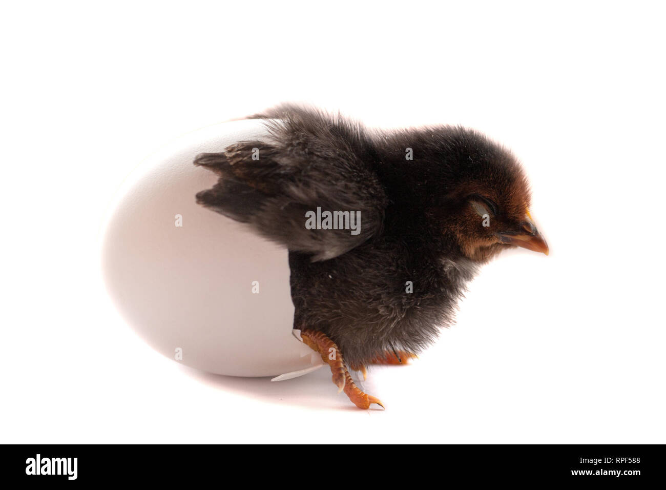 black little chicken with broken egg isolated on white background Stock ...