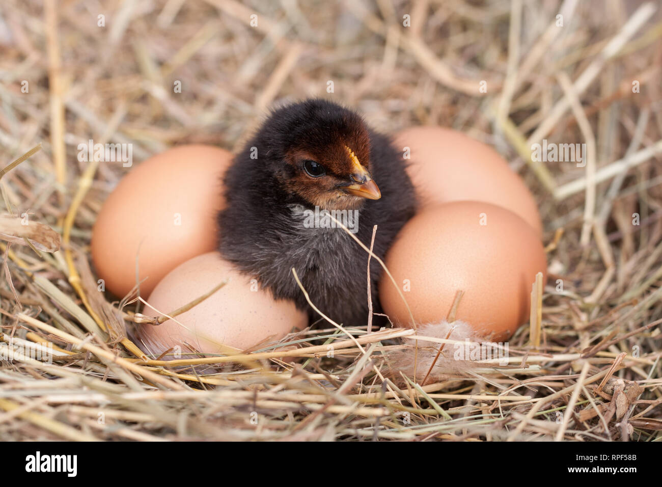 baby chicken with eggs in the straw nest Stock Photo - Alamy