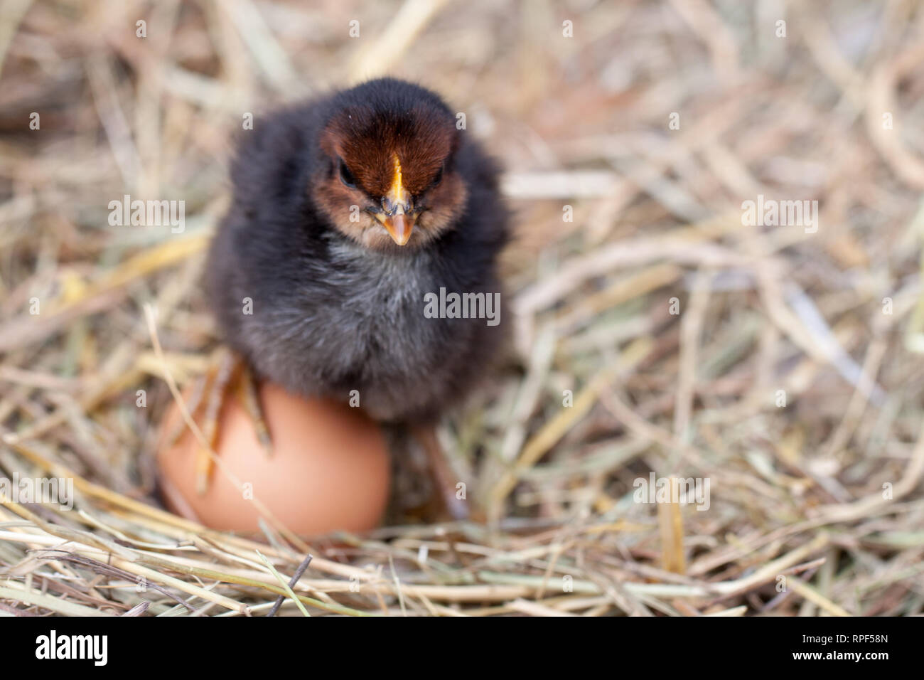 baby chicken with eggs in the straw nest Stock Photo - Alamy